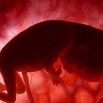 توزیع داروی سقط جنین فقط در مراکز درمانی، مجاز است / 7 اردیبهشت 1402