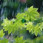 سازمان هواسناسی اعلام کرد: بارش‌ها تا چهارشنبه ادامه دارد / 16 مرداد 1402