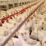 قیمت مرغ زنده کاهشی شد / 23 دی 1402