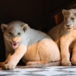 انتقال ۲ شیر سفید آفریقایی به تهران / 8 آذر 1402