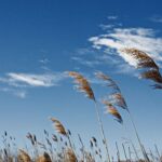 وزش باد در شهرهای پرجمعیت و کاهش آلودگی هوا