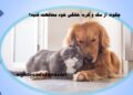 چگونه از سگ و گربه خانگی خود محافظت کنید؟ / 19 آبان 1403