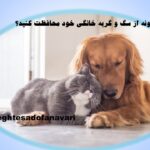 چگونه از سگ و گربه خانگی خود محافظت کنید؟ / 19 آبان 1403