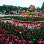 جشنواره لاله‌های کرج از ۲۰ فروردین آغاز می‌شود/ 18 فروردین 1403