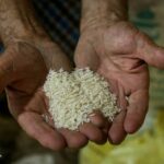 آغاز عرضه برنج با نرخ مصوب در فروشگاه‌های زنجیره‌ای