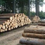 اجرای ۴۰ هزار هکتار توسعه زراعت چوب تا پایان سال