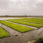 ارزآوری محصولات کشاورزی به ۳.۹ میلیارد دلار رسید