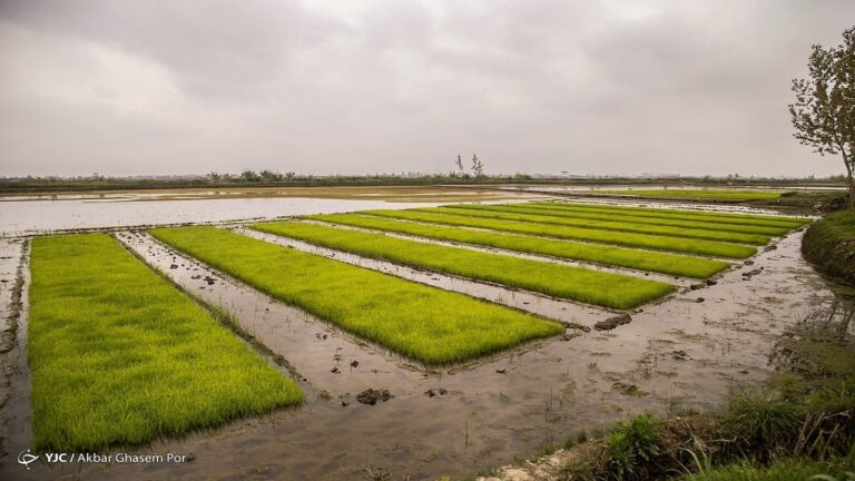 d8a7d8b1d8b2d8a2d988d8b1db8c-d985d8add8b5d988d984d8a7d8aa-daa9d8b4d8a7d988d8b1d8b2db8c-d8a8d987-dbb3-dbb9-d985db8cd984db8cd8a7d8b1d8af_6220cb78dc0a0