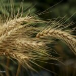 اصلاح قیمت خرید تضمینی گندم در حال بررسی است