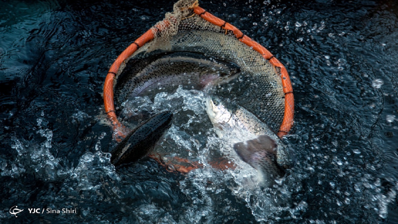 d8a7d986d8aad8b8d8a7d8b1db8c-da86d987d8a7d8b1-d8b3d8a7d984d987-d8a8d8b1d8a7db8c-d8b5d8afd988d8b1-db8cdaa9-d8a8d8b1daaf-d985d8acd988d8b2_6224b7b79ddf7