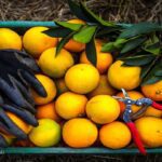 بارش باران صیفی جات را گران کرد/ بازار میوه در رکود