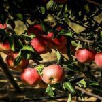 برای کمک به کشاورزان سیب بخرید