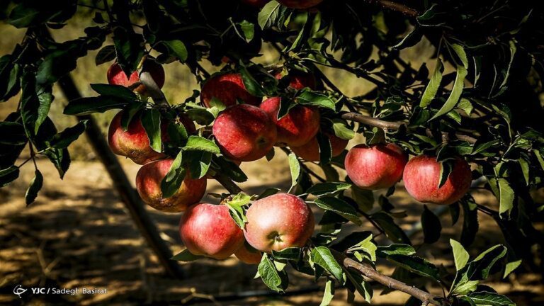 d8a8d8b1d8a7db8c-daa9d985daa9-d8a8d987-daa9d8b4d8a7d988d8b1d8b2d8a7d986-d8b3db8cd8a8-d8a8d8aed8b1db8cd8af_6220c43ae3b7b