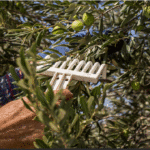 برزیلی ها مشتری روغن زیتون‌‌ ایرانی