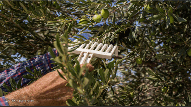 d8a8d8b1d8b2db8cd984db8c-d987d8a7-d985d8b4d8aad8b1db8c-d8b1d988d8bad986-d8b2db8cd8aad988d986-d8a7db8cd8b1d8a7d986db8c_621f6fe586871