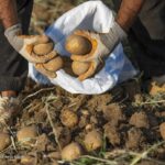 تنظیم بازار سیب زمینی و برنج؛ عرضه اینترنتی برنج ایرانی آغاز شد