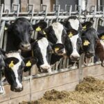 توزیع عادلانه ارز راهی برای پایان دادن به سودجویی ها