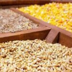 توزیع نهاده دامی به ۱۳ میلیون و ۱۰۰ هزار تن رسید