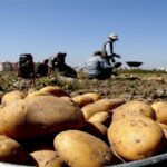 توزیع هوشمند سیب زمینی و برنج خارجی به منظور تنظیم بازار