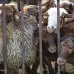 توقف صادرات دام از برخی استان‌ها/ چرا گوشت گران شد؟