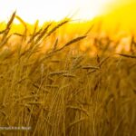 جنگ یادآور ضرورت خودکفایی گندم