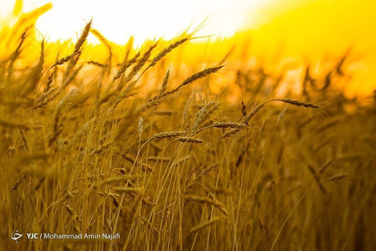 d8acd986daaf-db8cd8a7d8afd8a2d988d8b1-d8b6d8b1d988d8b1d8aa-d8aed988d8afdaa9d981d8a7db8cdb8c-daafd986d8afd985_62236230c1355