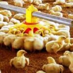 جوجه‌ریزی برای تامین مرغ شب عید آغاز شد