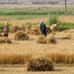 حذف ارز دولتی اثر چشمگیری بر سود گروه زراعت ندارد