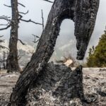 حریق در رویشگاه‌ها ۴۶ درصد کاهش یافت