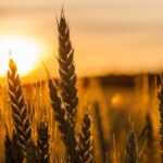 خوشه های طلایی به بورس باز می گردند؟