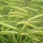 در سایه بی توجهی به هشدارها  ۲ تن جو در بندر چابهار سبز شد