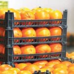 ذخیره سازی میوه در سردخانه ها، نوسان قیمت را کاهش می دهد