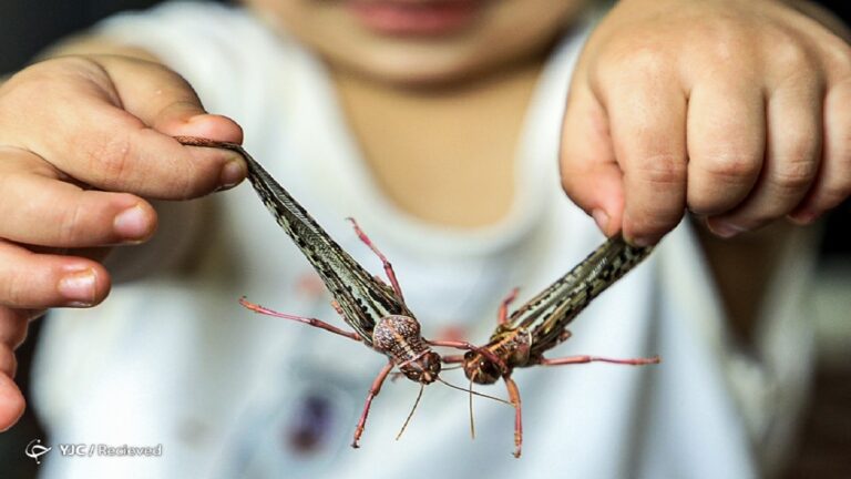 d8b1d8afdb8cd8a7d8a8db8c-d988-d9bed8a7db8cd8b4-dbb1dbb5-d985db8cd984db8cd988d986-d987daa9d8aad8a7d8b1-d8b9d984db8cd987-d985d984d8ae-d8b5_6220c9de72682