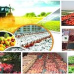 سالانه چقدر محصول کشاورزی ایرانی به دنیا صادر می شود؟