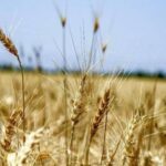 سطح زیر کشت گندم به ۶ میلیون هکتار می رسد