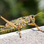 سطح مبارزه علیه ملخ صحرایی به ۸۰ هزار هکتار می‌رسد