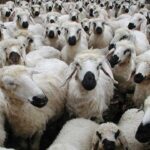 صادرات دام سبک و سنگین ممنوع شد