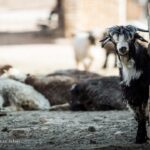 صادرات دام نباید مقطعی باشد