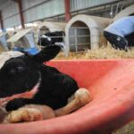 صدور مجوز دامپروری و مراکز درمانگاهی با نظام دامپزشکی است