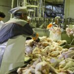 صدور مجوز یک واحد مرغداری که ۱۳ سال طول کشیده است!