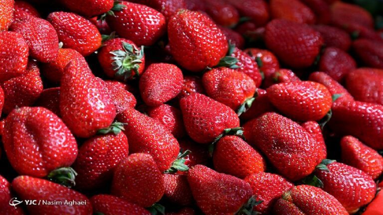 d8b9d8b1d8b6d987-d8aad988d8aa-d981d8b1d986daafdb8c-d8a8d8a7-d986d8b1d8ae-dbb2dbb0dbb0-d987d8b2d8a7d8b1-d8aad988d985d8a7d986-d8badb8cd8b1_6220cda4c788b