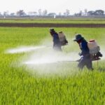 فروش آفت کش‌ها در فضای مجازی غیرقانونی است