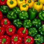 فلفل دلمه‌ای ایران با برگه آنالیز به روسیه صادر می‌شود