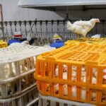 قیمت جوجه یکروزه از ۱۰ هزار تومان گذشت