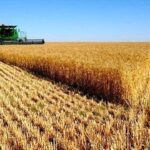 قیمت نان تا پایان سال تغییر نمی کند