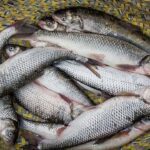 قیمت هر کیلو قزل آلا ۶۶ هزار تومان