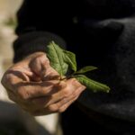 مانع تراشی دو ساله سازمان استاندارد برای صدور مجوز بسته بندی چای