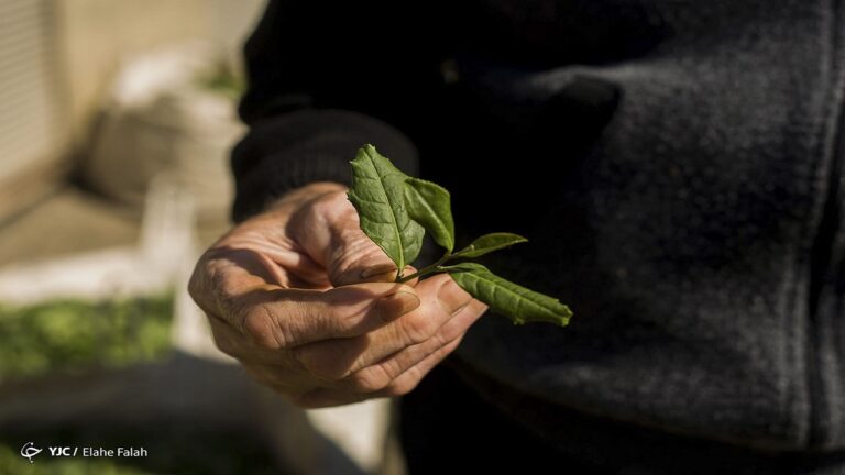 d985d8a7d986d8b9-d8aad8b1d8a7d8b4db8c-d8afd988-d8b3d8a7d984d987-d8b3d8a7d8b2d985d8a7d986-d8a7d8b3d8aad8a7d986d8afd8a7d8b1d8af-d8a8d8b1_6224b6dc5ac34