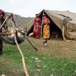 مجموع صادرات دام عشایر به ۲۲ هزار و ۵۰۰ راس رسید