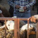 مجوز صادرات دام در آبان، میزان قاچاق را کم کرد